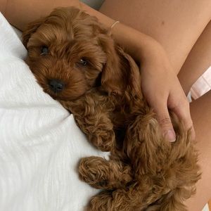 Meet your Posher, Yeonsu